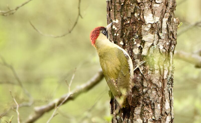 European Green Woodpecker female adult breeding, identification