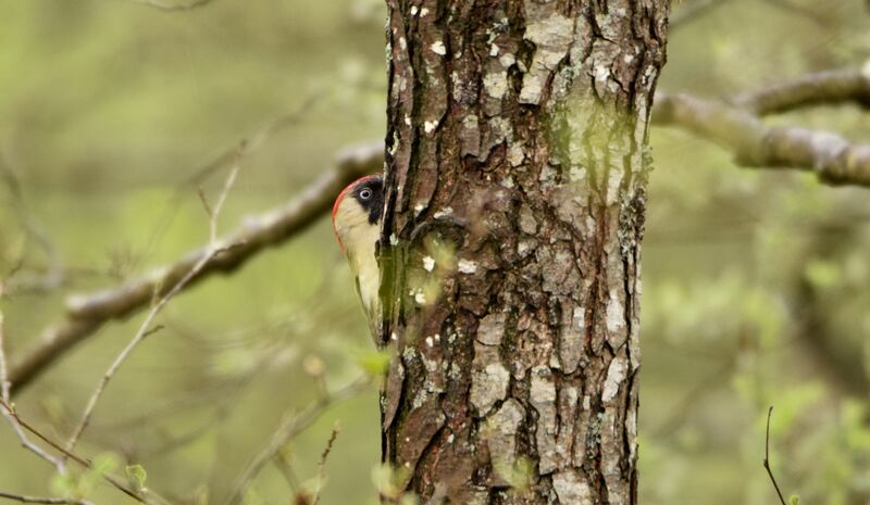 Pic vert femelle adulte nuptial, identification, camouflage