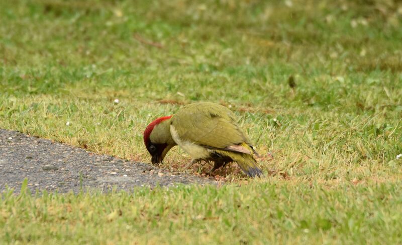 European Green Woodpecker male adult breeding, identification, eats