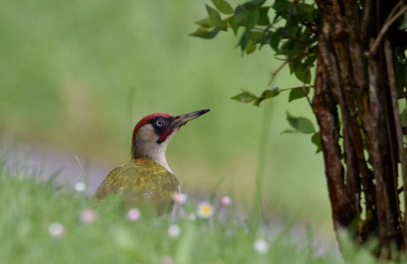 European Green Woodpecker male adult breeding, identification