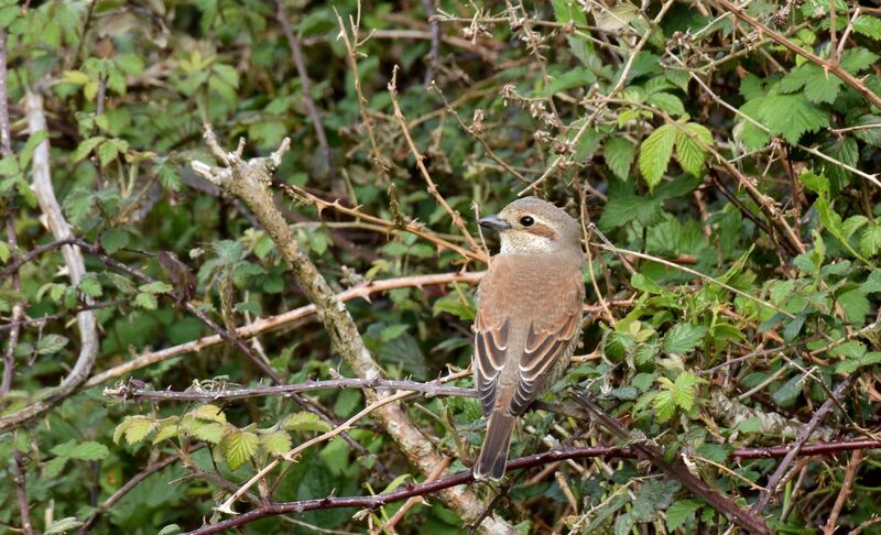 Red-backed Shrike female adult breeding, identification