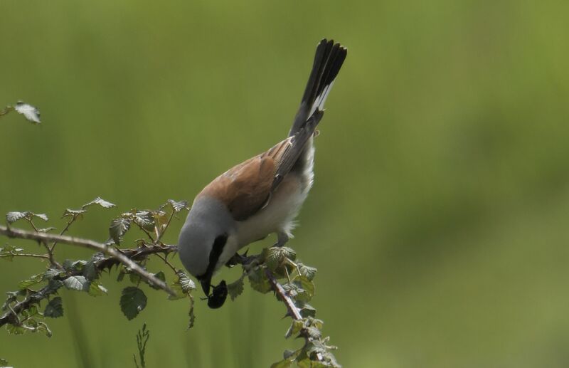 Pie-grièche écorcheur mâle adulte nuptial, identification, pêche/chasse