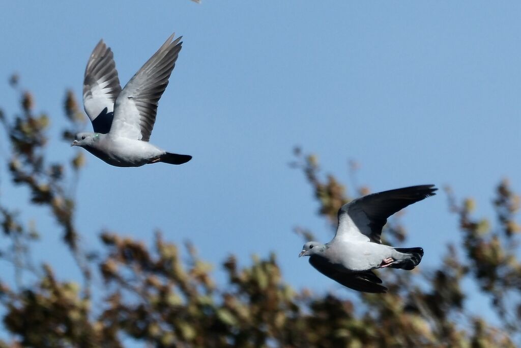 Pigeon colombin, Vol