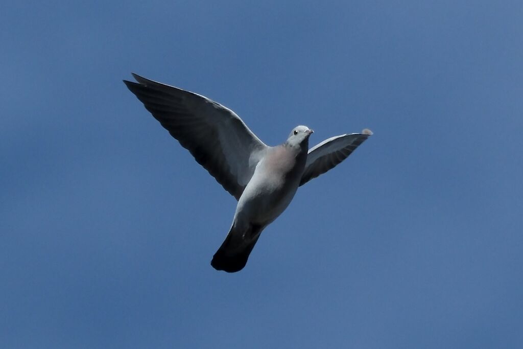 Stock Dove