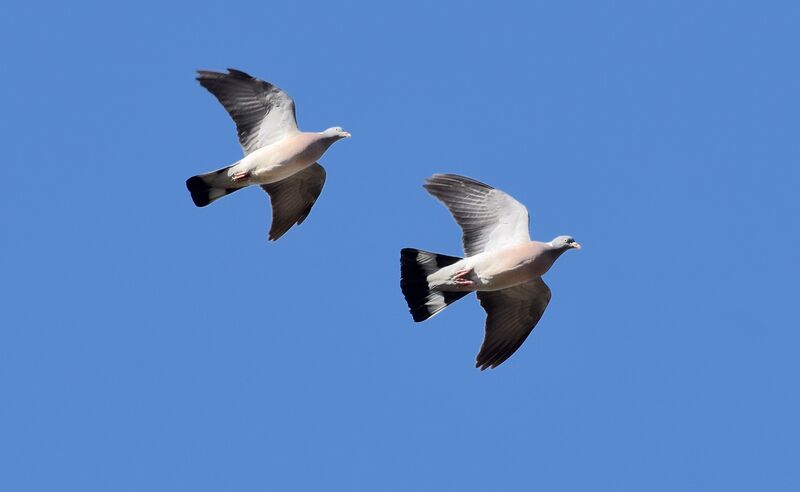 Common Wood Pigeonadult post breeding, Flight