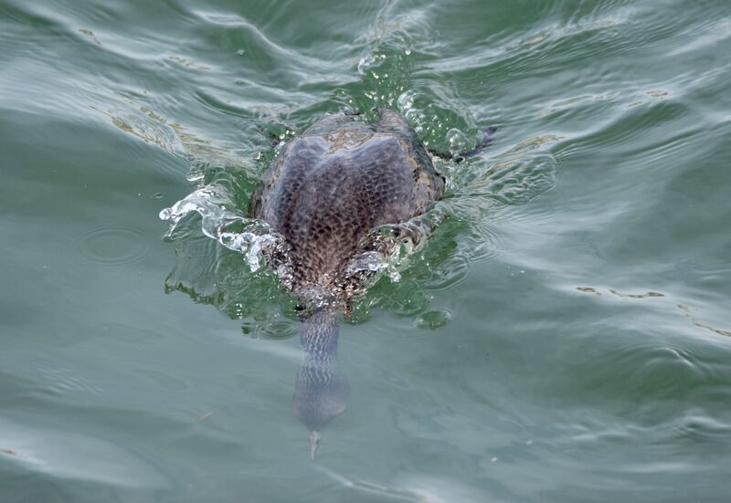 Plongeon catmarinadulte internuptial, identification, mue, nage, pêche/chasse