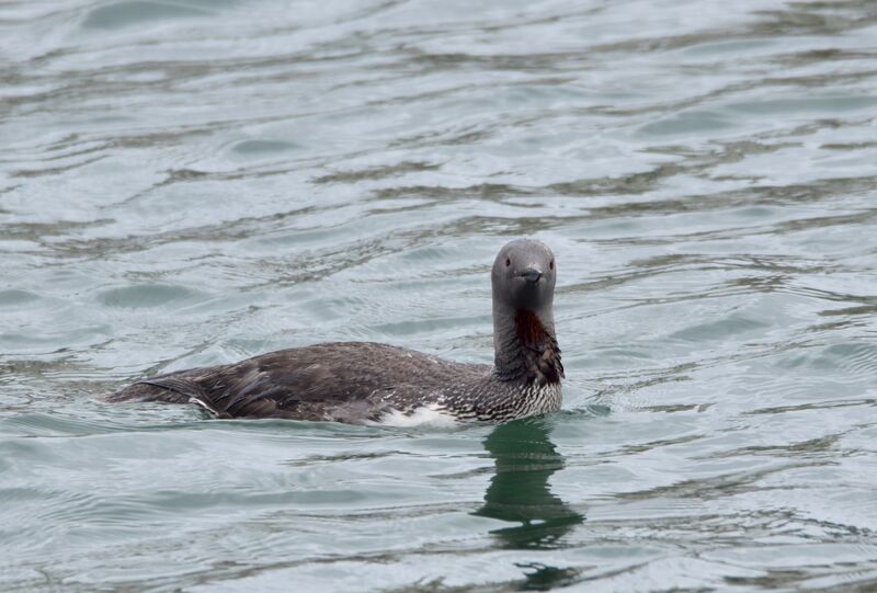 Plongeon catmarinadulte internuptial, identification, mue, nage, pêche/chasse