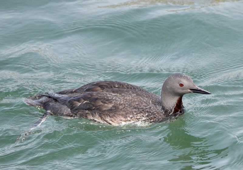 Plongeon catmarinadulte internuptial, identification, mue, pêche/chasse