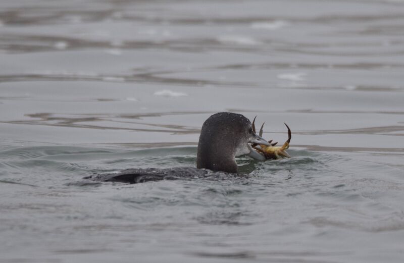 Plongeon imbrinimmature, identification, nage, mange