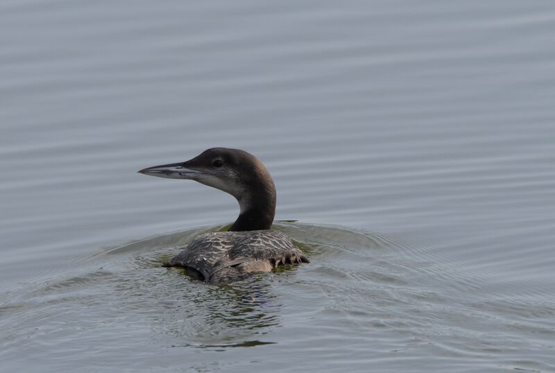 Common Loonimmature, identification, swimming, fishing/hunting