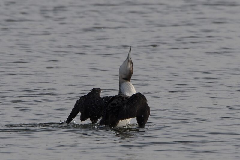 Plongeon imbrinimmature, identification, pêche/chasse