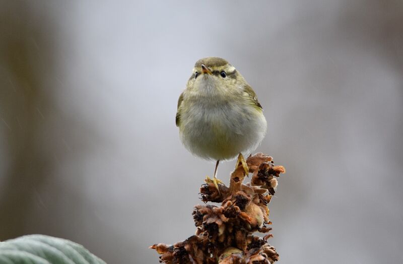 Yellow-browed Warbleradult post breeding, identification