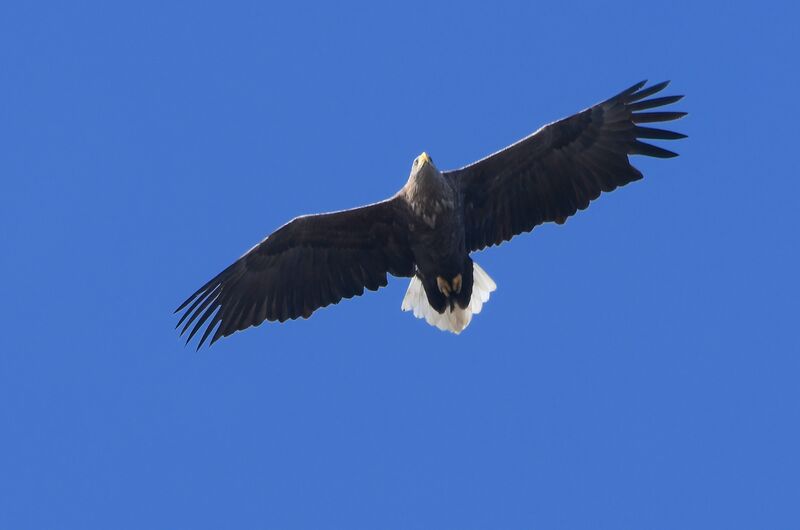 White-tailed Eagleadult breeding, Flight