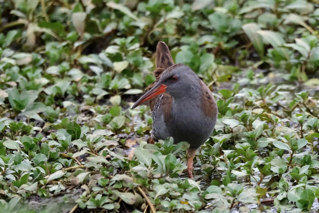 Râle d'eauadulte, marche