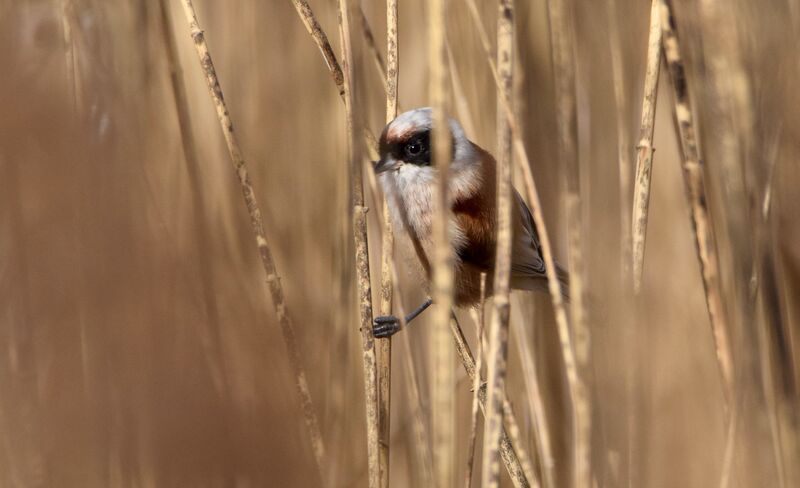 Rémiz penduline mâle adulte, identification