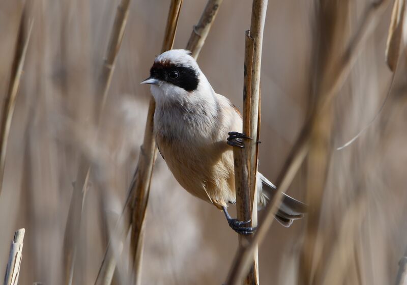 Rémiz penduline mâle adulte internuptial, identification