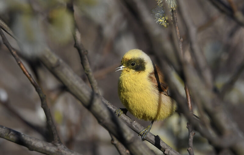 Rémiz penduline mâle adulte nuptial, pigmentation, mange