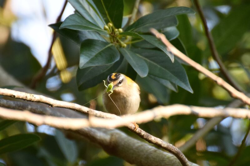 Common Firecrestadult post breeding, identification, eats