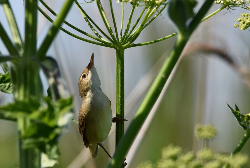 Common Reed Warbleradult breeding, identification, song