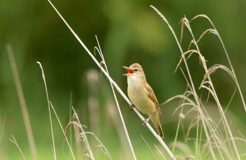 Rousserolle turdoïdeadulte nuptial, identification, chant