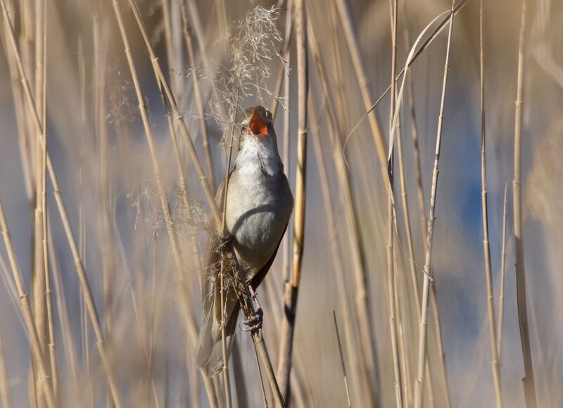 Rousserolle turdoïdeadulte nuptial, identification, chant