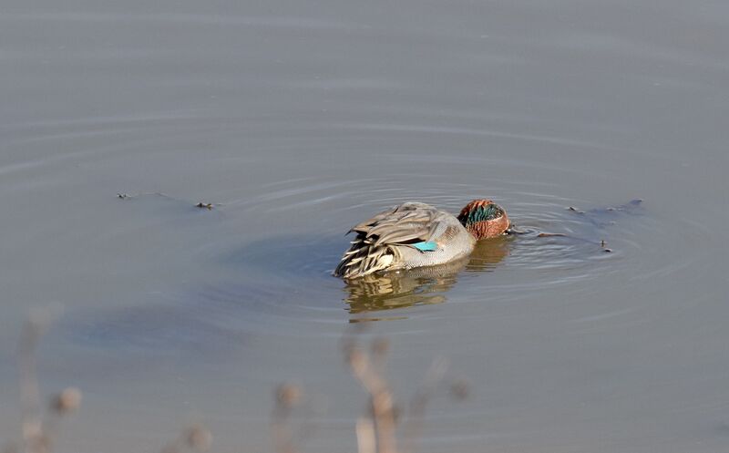 Eurasian Teal male adult post breeding, identification, swimming, eats