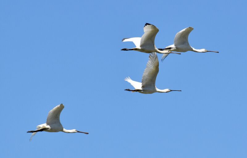 Eurasian Spoonbill