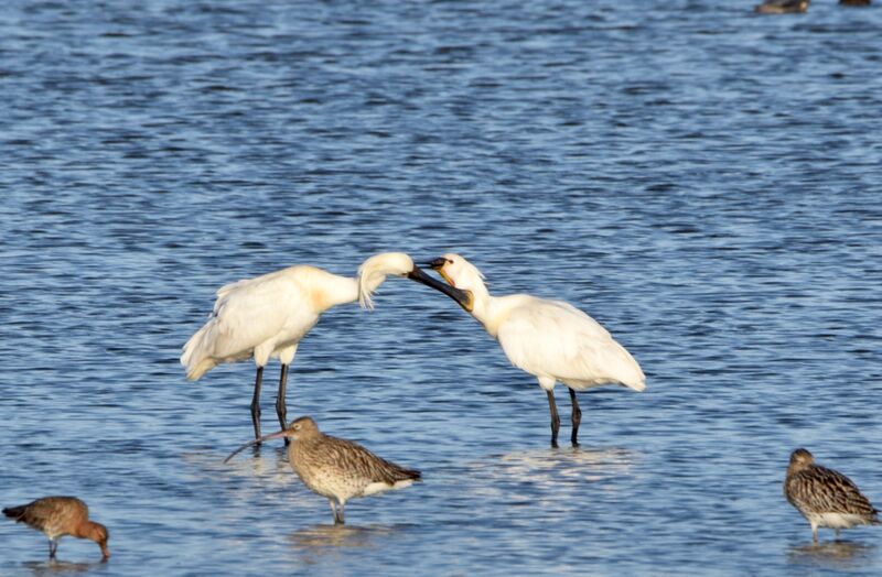 Eurasian Spoonbilladult breeding