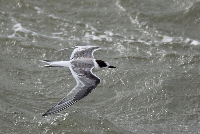 Arctic TernFirst year, moulting, Flight