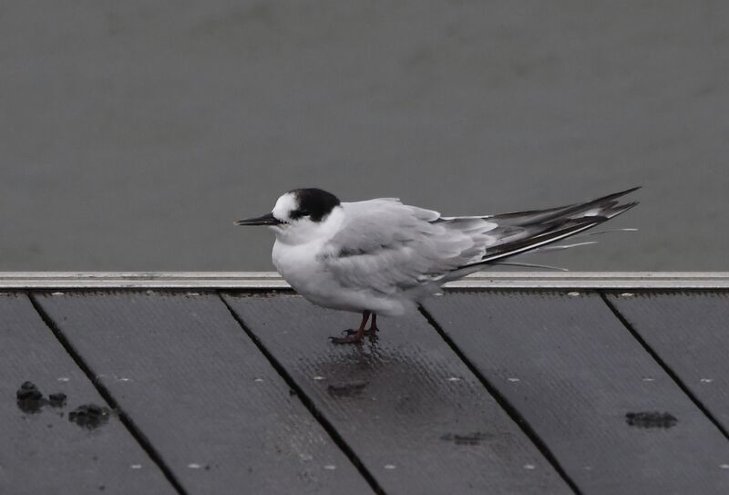 Arctic Ternimmature, identification