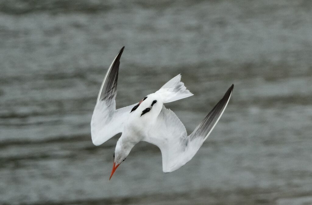 Caspian Tern