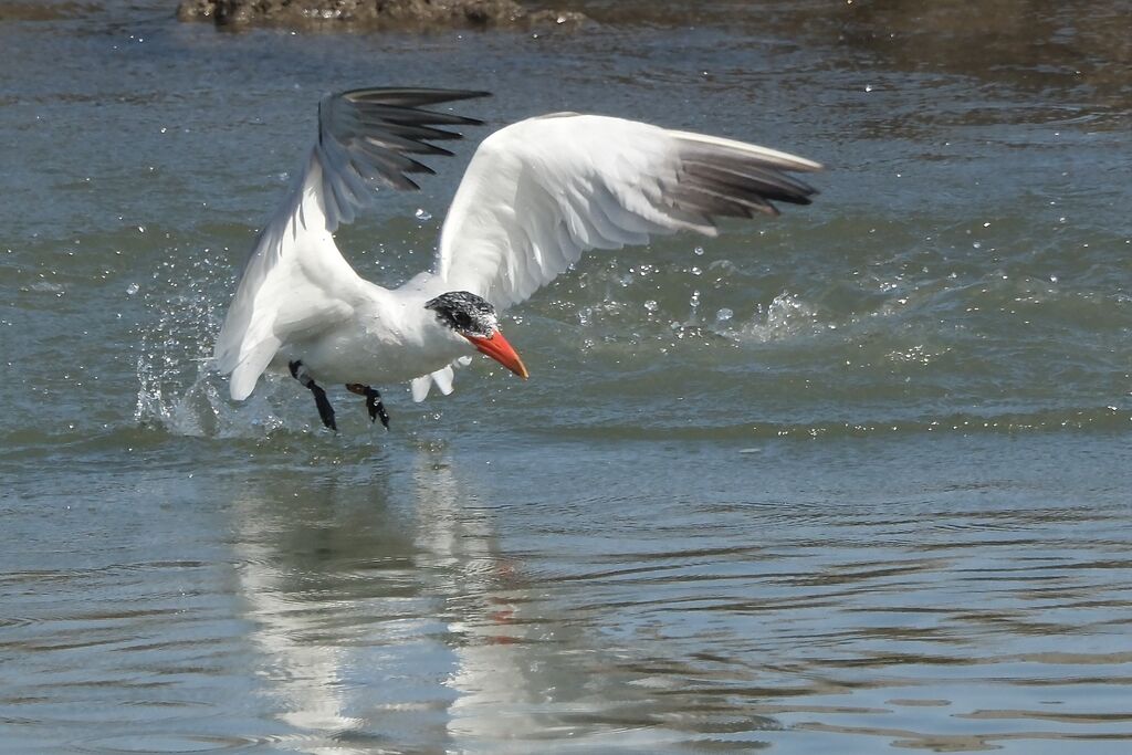 Caspian Tern
