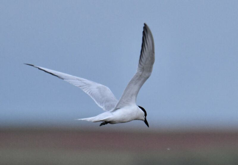 Gull-billed Ternadult breeding, Flight