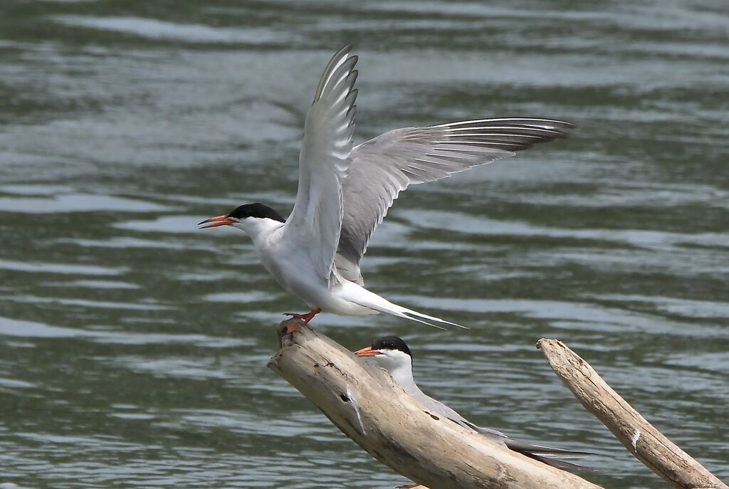 Sterne pierregarinadulte nuptial
