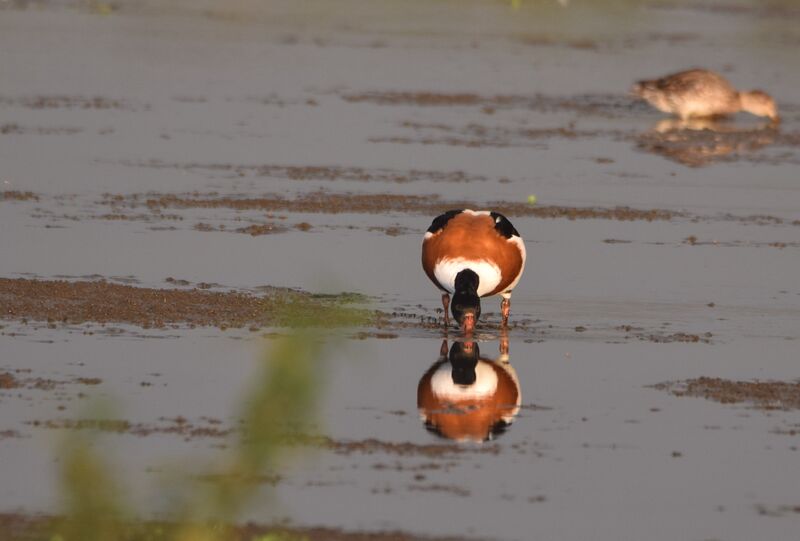 Common Shelduck female adult post breeding, identification, walking, eats