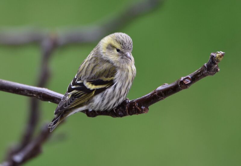 Eurasian Siskin female adult post breeding