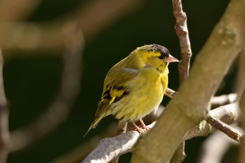 Eurasian Siskin male adult breeding, identification