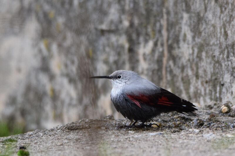 Wallcreeperadult post breeding, identification, care