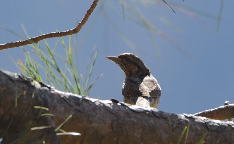 Eurasian Wryneckadult post breeding, identification