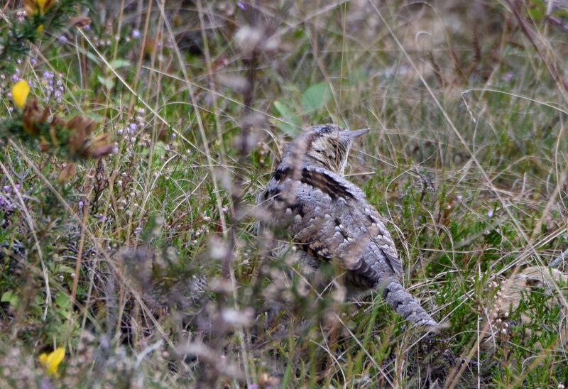 Torcol fourmilieradulte internuptial, identification, camouflage, marche