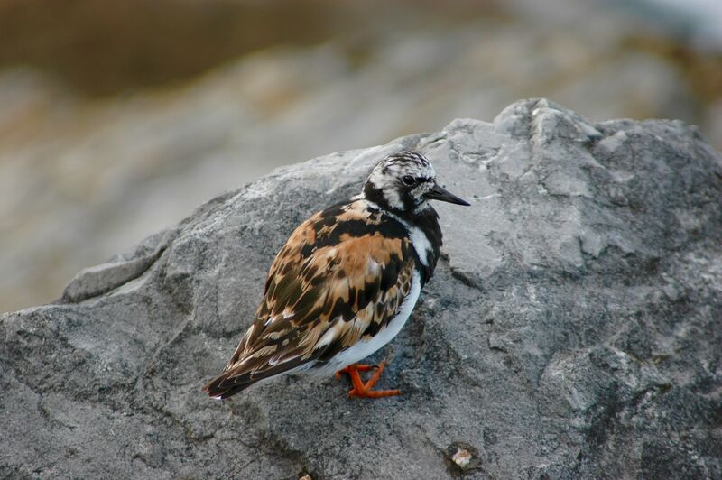 Tournepierre à collier, identification, mue