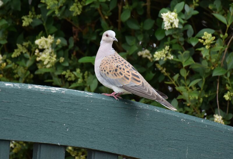 Tourterelle des boisadulte nuptial, identification