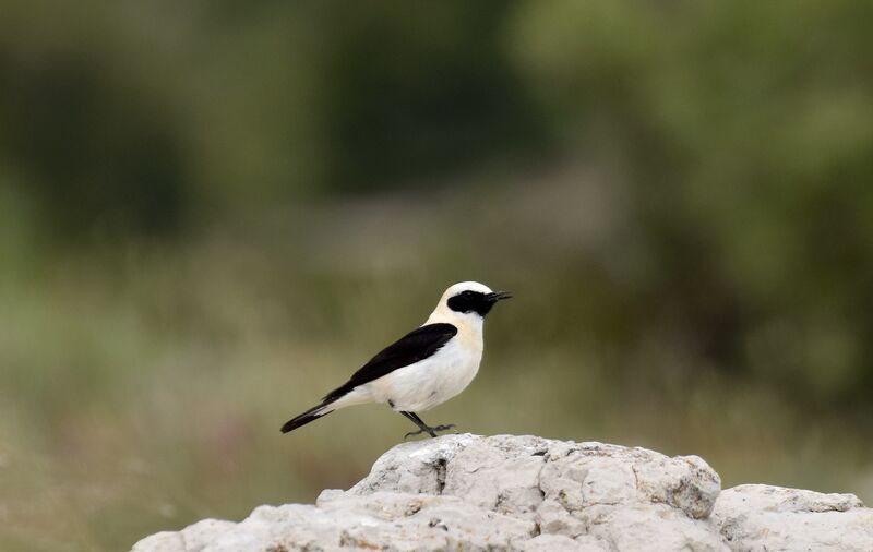 Western Black-eared Wheatear male adult breeding, identification