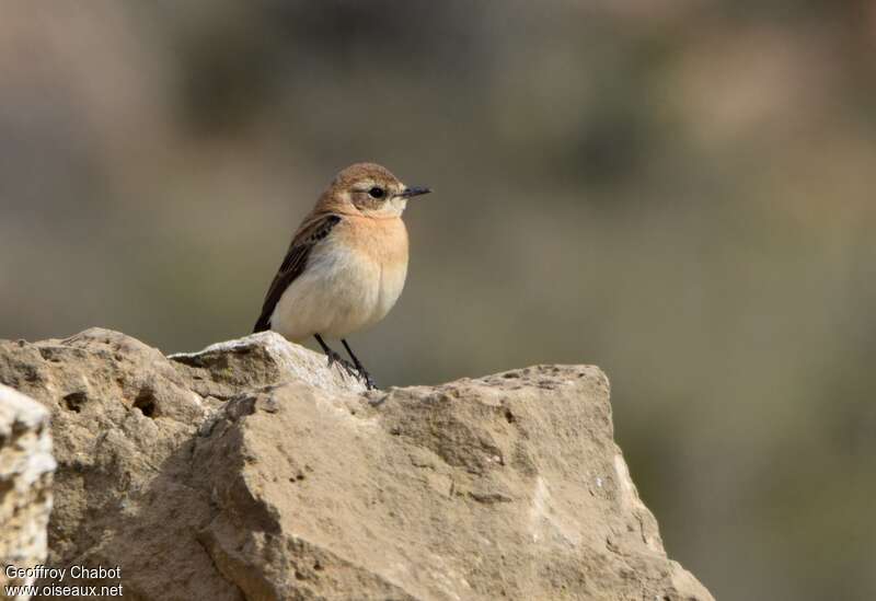 Western Black-eared Wheatear female adult breeding, habitat, pigmentation