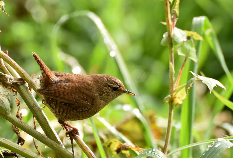 Eurasian Wrenadult, identification