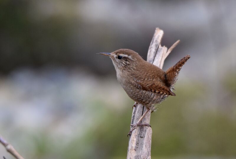 Eurasian Wren male adult breeding, identification