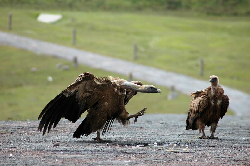 Griffon Vulture