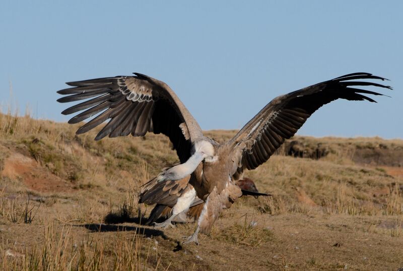 Vautour fauveimmature, Vol