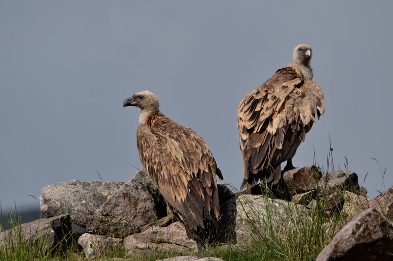 Vautour fauveimmature