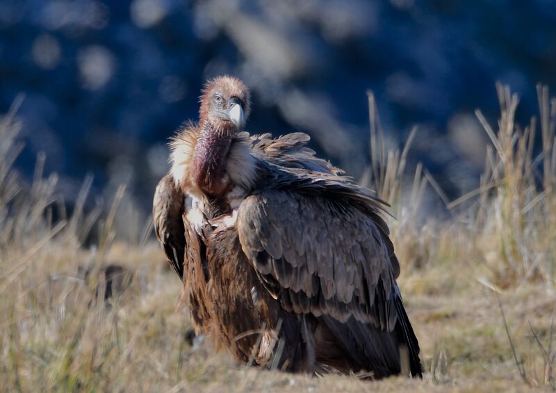 Griffon Vultureimmature, identification, eats